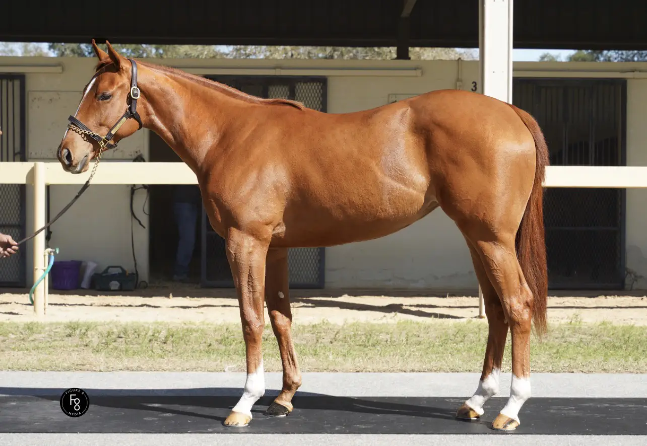 Horse Name