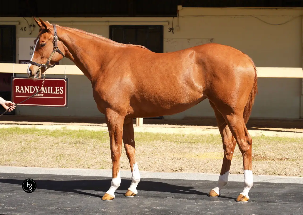 Horse Name