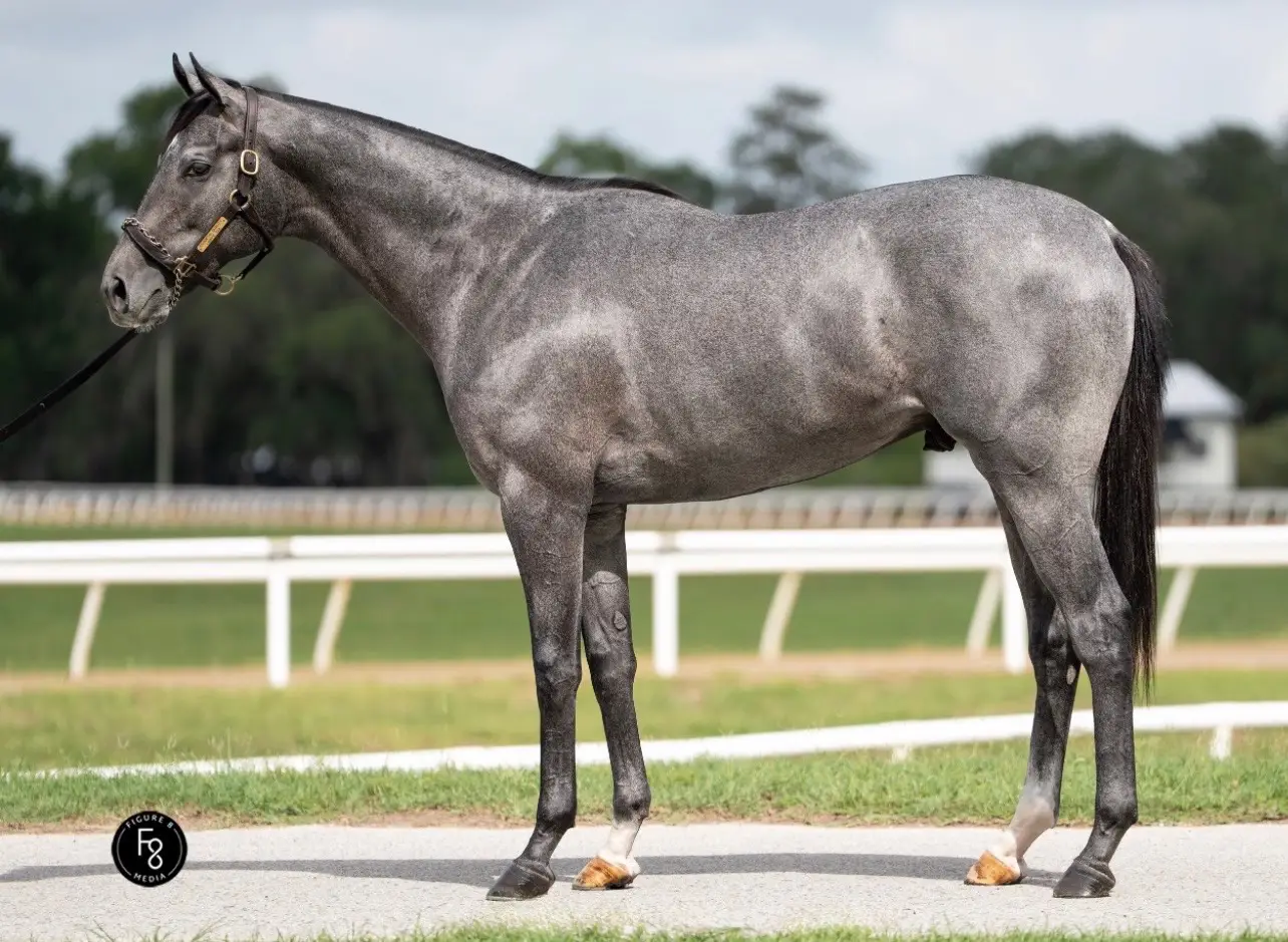 Horse Name