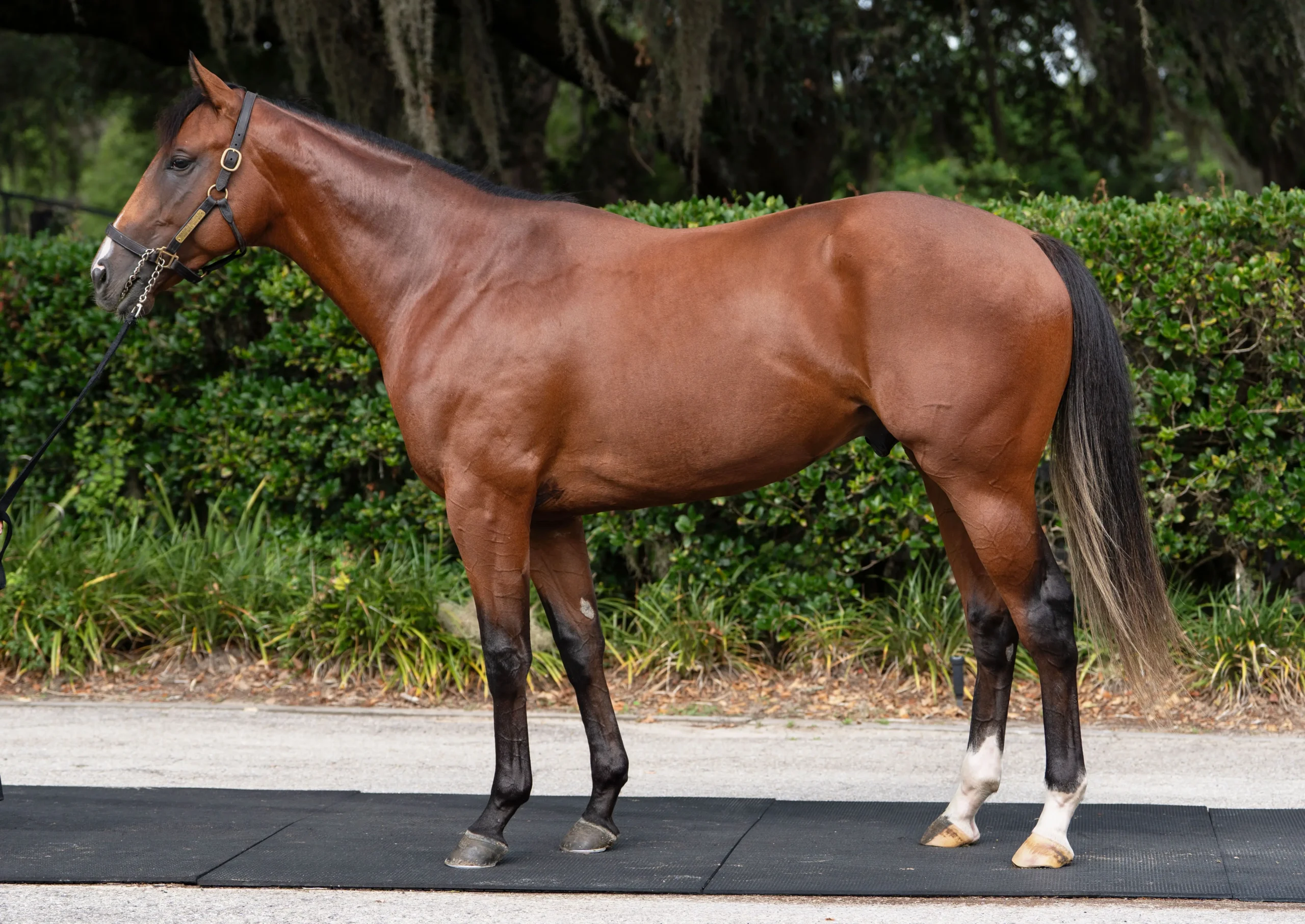 Horse Name