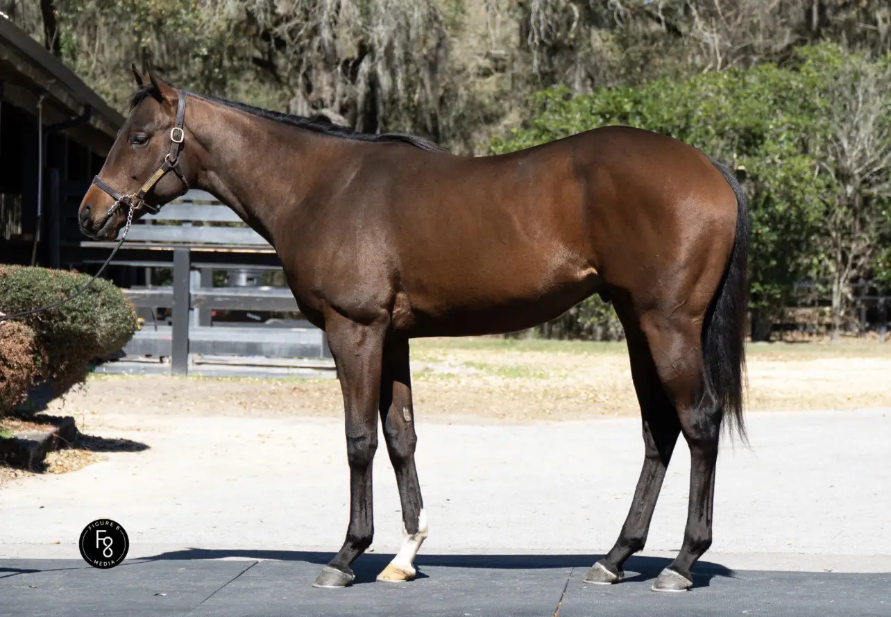 Horse Name
